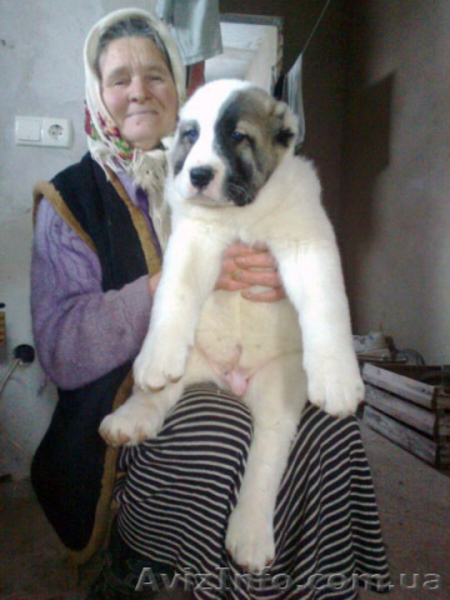 Щенки Алабая  от чемпиона продажа - <ro>Изображение</ro><ru>Изображение</ru> #2, <ru>Объявление</ru> #212271