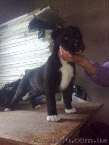 Продаются щенки Алабая - <ro>Изображение</ro><ru>Изображение</ru> #2, <ru>Объявление</ru> #212268