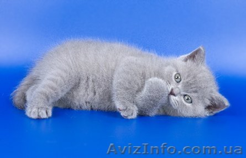 Шикарные плюшевые котята шотландской вислоухой.  - <ro>Изображение</ro><ru>Изображение</ru> #2, <ru>Объявление</ru> #194912