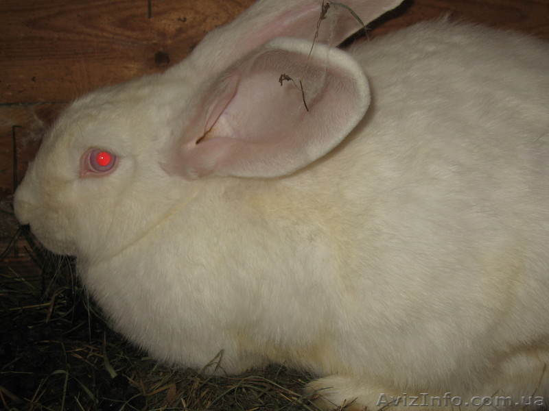 Кролики Белый Великан - <ro>Изображение</ro><ru>Изображение</ru> #1, <ru>Объявление</ru> #207895