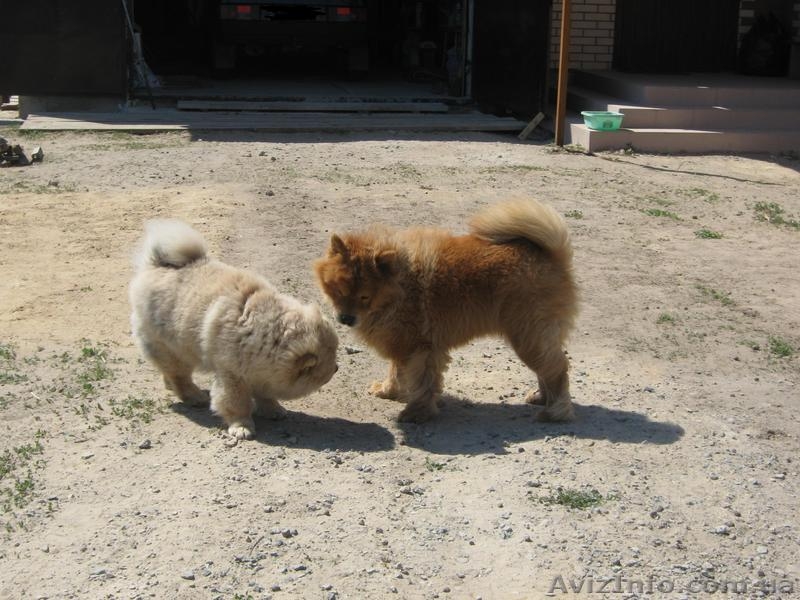 Продаем щенков ЧАУ-ЧАУ. Мальчики без документов - <ro>Изображение</ro><ru>Изображение</ru> #1, <ru>Объявление</ru> #187982