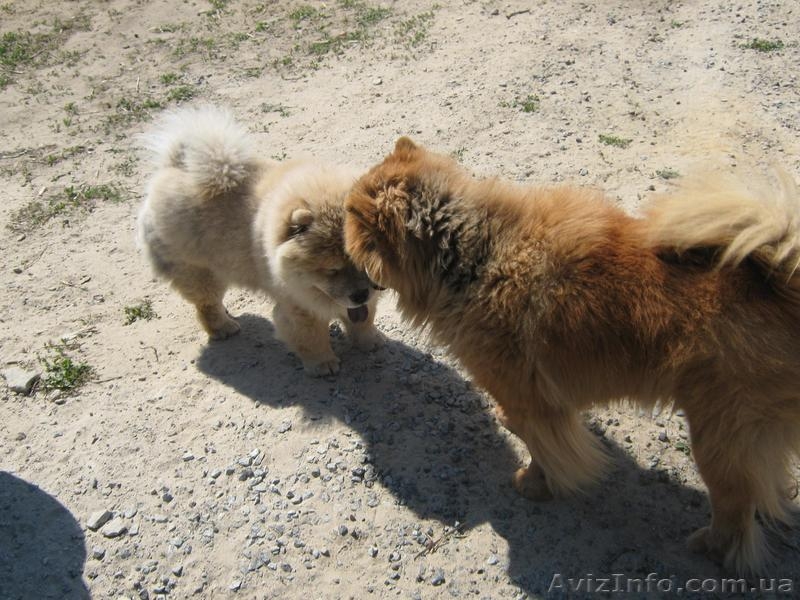 Продаем щенков ЧАУ-ЧАУ. Мальчики без документов - <ro>Изображение</ro><ru>Изображение</ru> #6, <ru>Объявление</ru> #187982