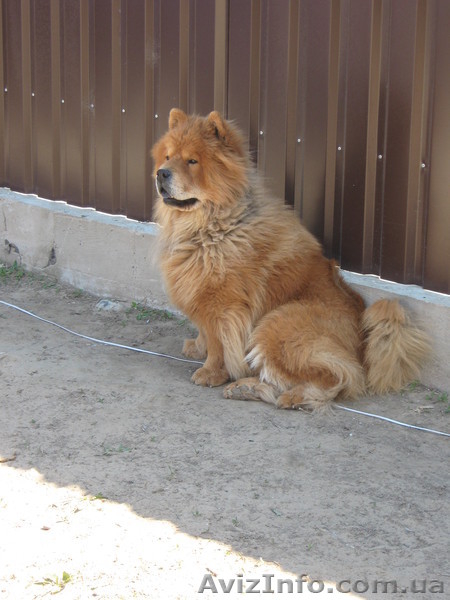 Продаем щенков ЧАУ-ЧАУ. Мальчики без документов - <ro>Изображение</ro><ru>Изображение</ru> #3, <ru>Объявление</ru> #187982