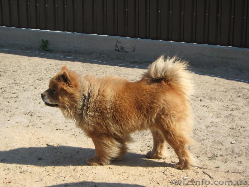 Продаем щенков ЧАУ-ЧАУ. Мальчики без документов - <ro>Изображение</ro><ru>Изображение</ru> #4, <ru>Объявление</ru> #187982