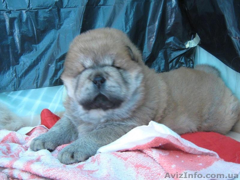 Щенки ЧАУ-ЧАУ продаем - <ro>Изображение</ro><ru>Изображение</ru> #3, <ru>Объявление</ru> #202432