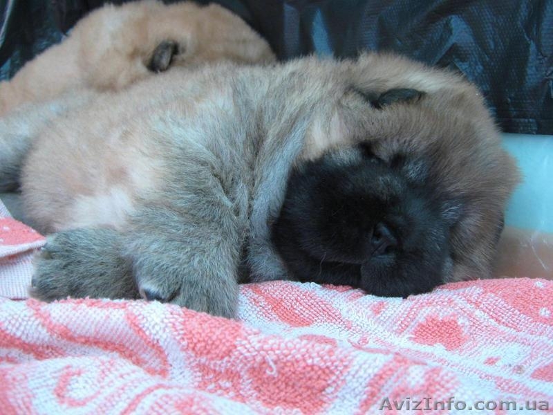 Щенки ЧАУ-ЧАУ продаем - <ro>Изображение</ro><ru>Изображение</ru> #5, <ru>Объявление</ru> #202432