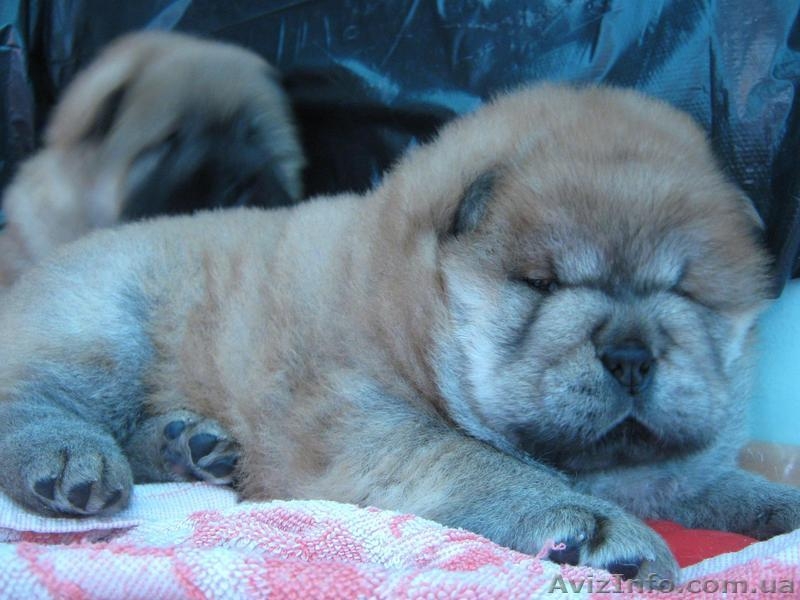 Щенки ЧАУ-ЧАУ продаем - <ro>Изображение</ro><ru>Изображение</ru> #4, <ru>Объявление</ru> #202432