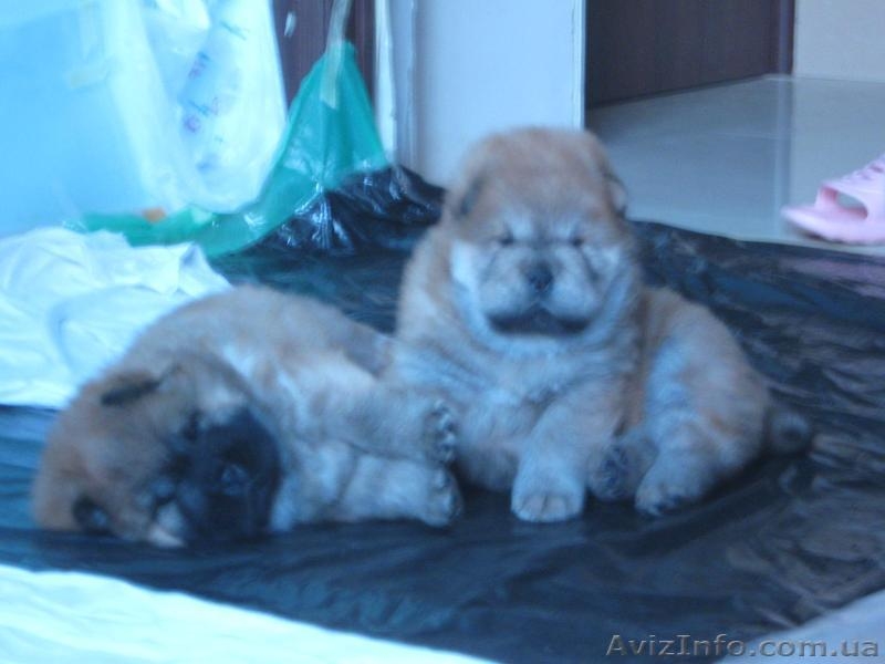 Щенки ЧАУ-ЧАУ продаем - <ro>Изображение</ro><ru>Изображение</ru> #1, <ru>Объявление</ru> #202432