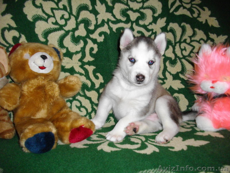 Из Северной стаи - <ro>Изображение</ro><ru>Изображение</ru> #2, <ru>Объявление</ru> #189832