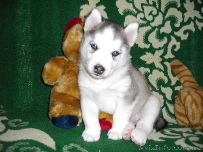 Из Северной стаи - <ro>Изображение</ro><ru>Изображение</ru> #3, <ru>Объявление</ru> #189832