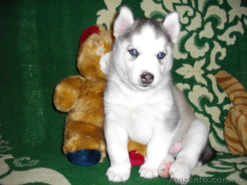 Из Северной стаи - <ro>Изображение</ro><ru>Изображение</ru> #1, <ru>Объявление</ru> #189832