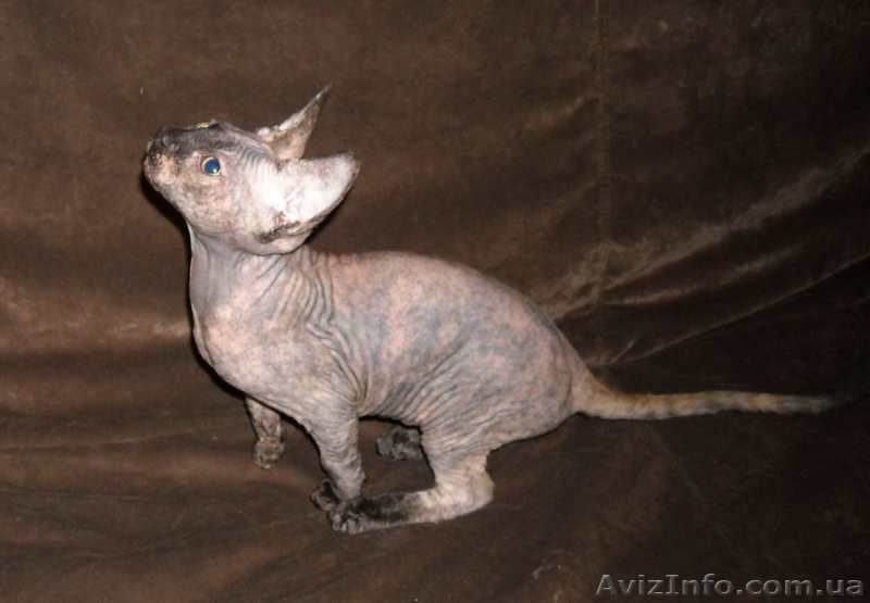 Продаются котята породы канадский сфинкс - <ro>Изображение</ro><ru>Изображение</ru> #4, <ru>Объявление</ru> #206266