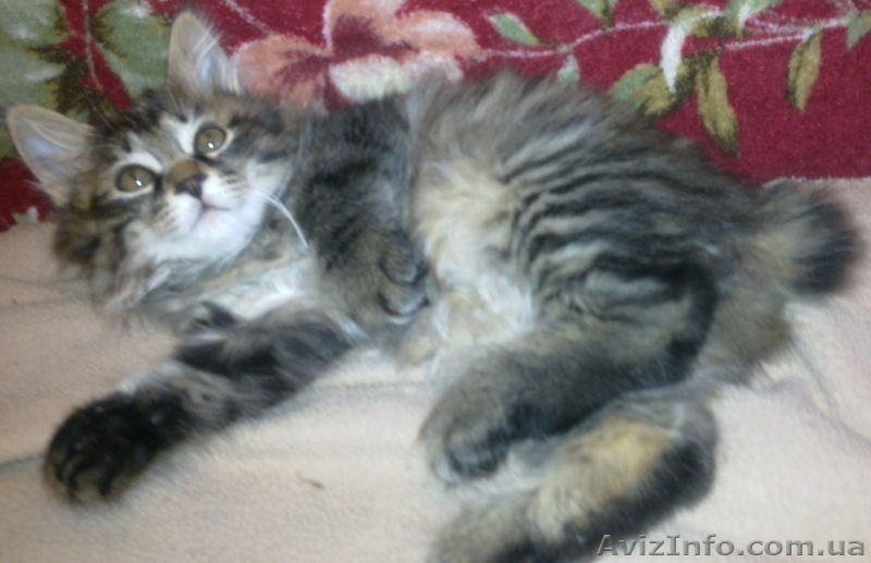 курильский бобтейл, чистокровные котята от родителей-чемпионов - <ro>Изображение</ro><ru>Изображение</ru> #2, <ru>Объявление</ru> #193598