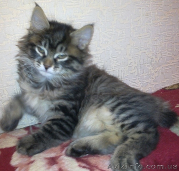 курильский бобтейл, чистокровные котята от родителей-чемпионов - <ro>Изображение</ro><ru>Изображение</ru> #4, <ru>Объявление</ru> #193598