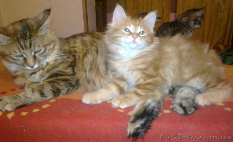 курильский бобтейл, чистокровные котята от родителей-чемпионов - <ro>Изображение</ro><ru>Изображение</ru> #1, <ru>Объявление</ru> #193598