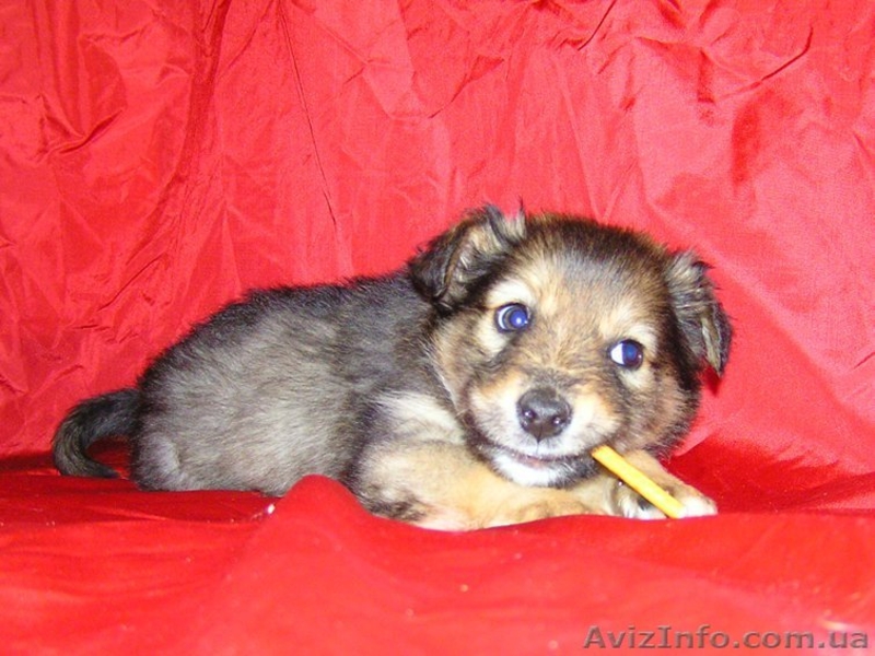 Милые щенки ищут своих хозяев - <ro>Изображение</ro><ru>Изображение</ru> #1, <ru>Объявление</ru> #196615