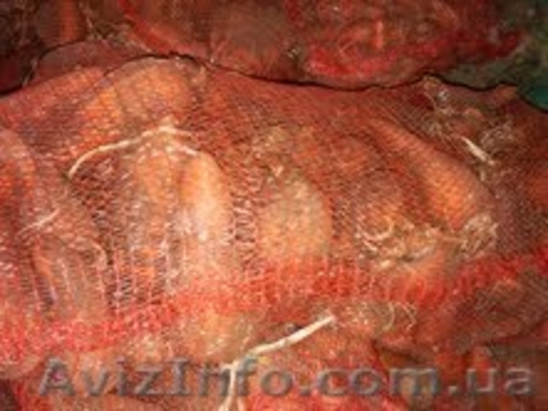 Морковка на продажу - <ro>Изображение</ro><ru>Изображение</ru> #2, <ru>Объявление</ru> #194137