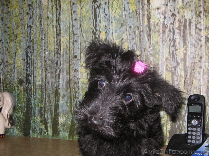 Продам очаровательных щенков скотч-терьера - <ro>Изображение</ro><ru>Изображение</ru> #1, <ru>Объявление</ru> #188876