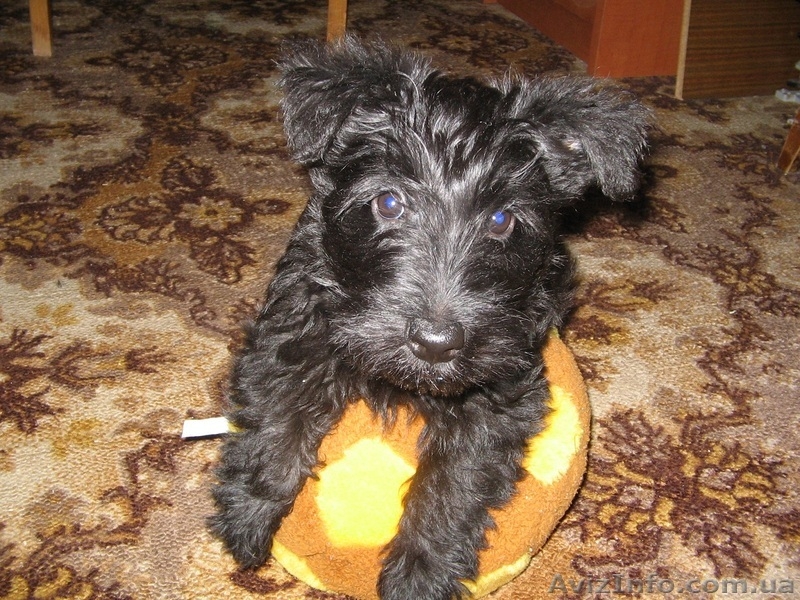 Продам очаровательных щенков скотч-терьера - <ro>Изображение</ro><ru>Изображение</ru> #3, <ru>Объявление</ru> #188876