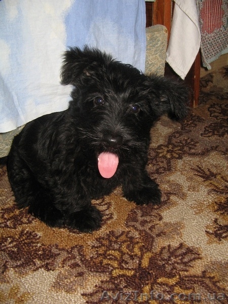 Продам очаровательных щенков скотч-терьера - <ro>Изображение</ro><ru>Изображение</ru> #4, <ru>Объявление</ru> #188876