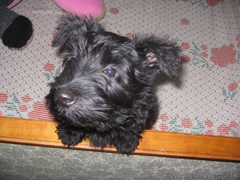 Продам очаровательных щенков скотч-терьера - <ro>Изображение</ro><ru>Изображение</ru> #5, <ru>Объявление</ru> #188876