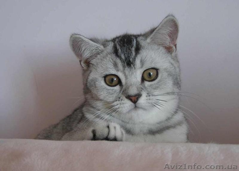 британские котята  серебристого окраса - <ro>Изображение</ro><ru>Изображение</ru> #1, <ru>Объявление</ru> #173663