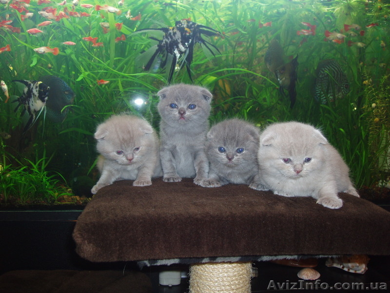 Шикарные плюшевые котята шотландской вислоухой.  - <ro>Изображение</ro><ru>Изображение</ru> #3, <ru>Объявление</ru> #194912