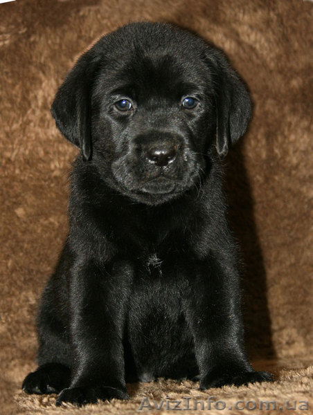 Щенки лабрадора ретривера от Мультичемпионки - <ro>Изображение</ro><ru>Изображение</ru> #2, <ru>Объявление</ru> #196111