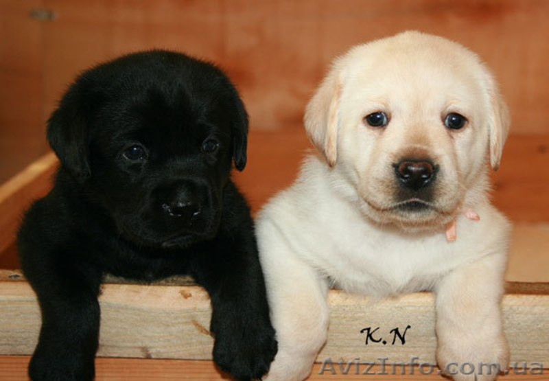 Щенки лабрадора ретривера от Мультичемпионки - <ro>Изображение</ro><ru>Изображение</ru> #3, <ru>Объявление</ru> #196111