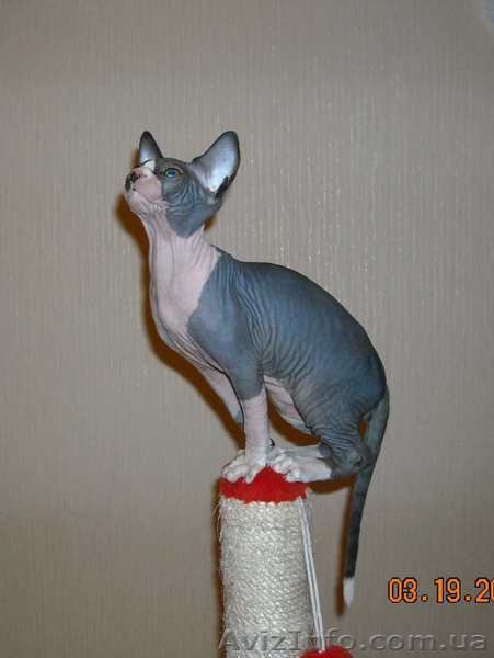 Продаются котята породы канадский сфинкс - <ro>Изображение</ro><ru>Изображение</ru> #2, <ru>Объявление</ru> #206266