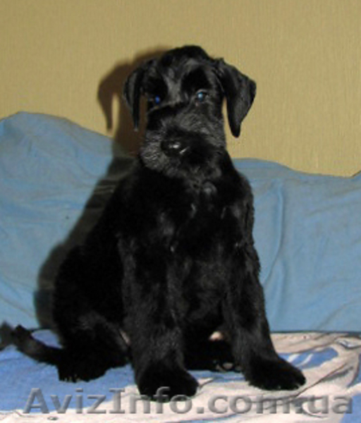 ризеншнауцер щенки - <ro>Изображение</ro><ru>Изображение</ru> #3, <ru>Объявление</ru> #190599