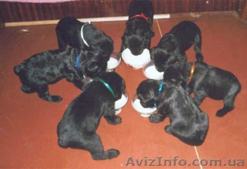 ризеншнауцер щенки - <ro>Изображение</ro><ru>Изображение</ru> #2, <ru>Объявление</ru> #190599