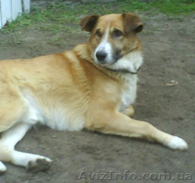 В хорошие руки пес для охраны вашего дома Киев - <ro>Изображение</ro><ru>Изображение</ru> #1, <ru>Объявление</ru> #197369