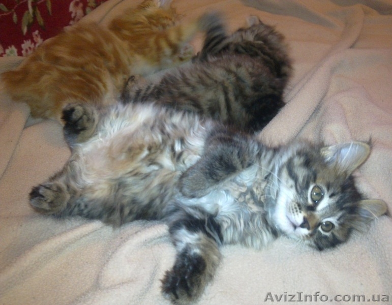 курильский бобтейл, чистокровные котята от родителей-чемпионов - <ro>Изображение</ro><ru>Изображение</ru> #6, <ru>Объявление</ru> #193598