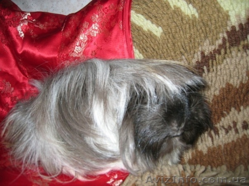 Продаются морские свинки - <ro>Изображение</ro><ru>Изображение</ru> #4, <ru>Объявление</ru> #210359