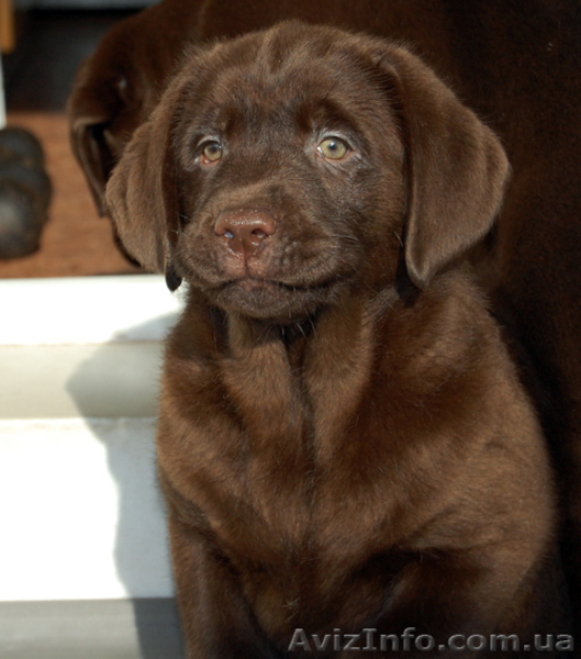 лабрадор щенки от чемпионов - <ro>Изображение</ro><ru>Изображение</ru> #3, <ru>Объявление</ru> #189595