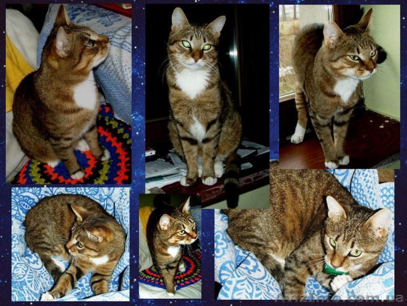 Нежный котик-муркотик ищет дом - <ro>Изображение</ro><ru>Изображение</ru> #5, <ru>Объявление</ru> #245914