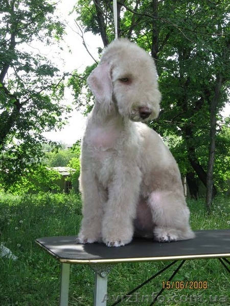 Щенки бедлингтон-терьера - <ro>Изображение</ro><ru>Изображение</ru> #2, <ru>Объявление</ru> #234385