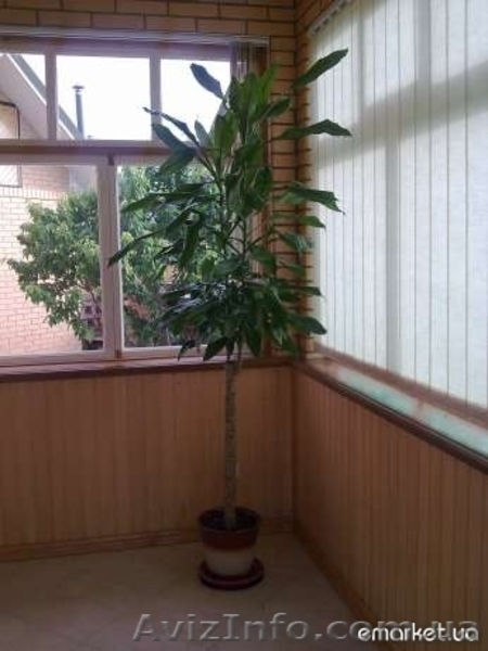 Сдам домик в аренду на лето - <ro>Изображение</ro><ru>Изображение</ru> #6, <ru>Объявление</ru> #220085