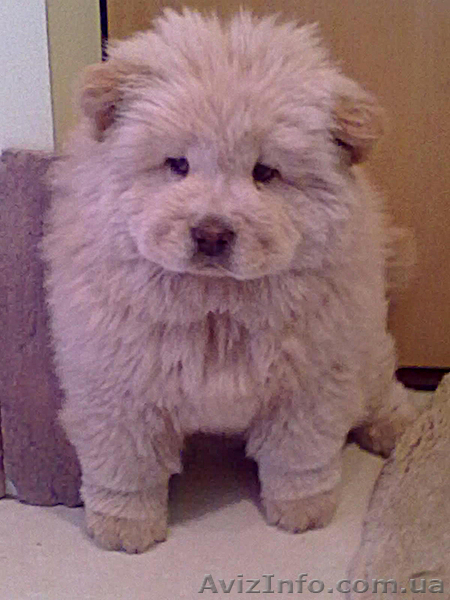 ЧАУ ЧАУ продадим щенка в хорошие руки - <ro>Изображение</ro><ru>Изображение</ru> #1, <ru>Объявление</ru> #245779