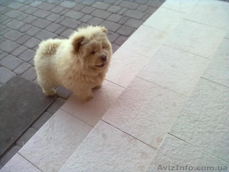 ЧАУ ЧАУ продадим щенка в хорошие руки - <ro>Изображение</ro><ru>Изображение</ru> #2, <ru>Объявление</ru> #245779