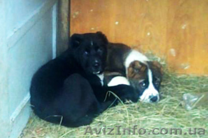 Продаются щенки Среднеазиатской овчарки - <ro>Изображение</ro><ru>Изображение</ru> #3, <ru>Объявление</ru> #231865