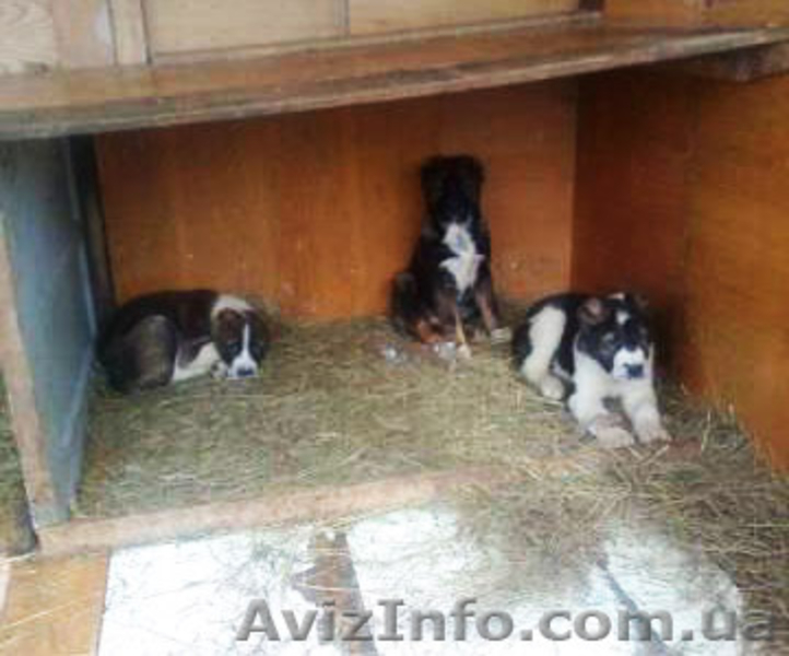 Продаются щенки Среднеазиатской овчарки - <ro>Изображение</ro><ru>Изображение</ru> #2, <ru>Объявление</ru> #231865