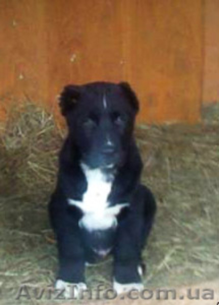 Продаются щенки Среднеазиатской овчарки - <ro>Изображение</ro><ru>Изображение</ru> #4, <ru>Объявление</ru> #231865