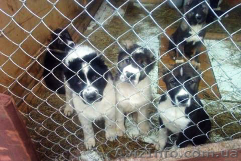 Продаются щенки Среднеазиатской овчарки - <ro>Изображение</ro><ru>Изображение</ru> #1, <ru>Объявление</ru> #231865