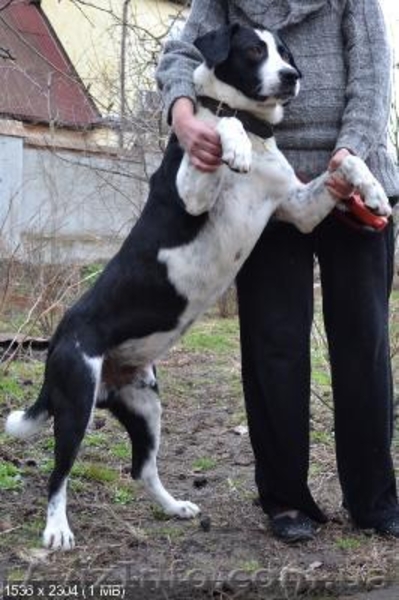 Красивый благородный пес ищет дом - <ro>Изображение</ro><ru>Изображение</ru> #2, <ru>Объявление</ru> #227932