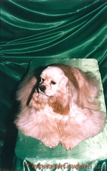 Американский кокер спаниель щенки шоу-класса - <ro>Изображение</ro><ru>Изображение</ru> #3, <ru>Объявление</ru> #234356