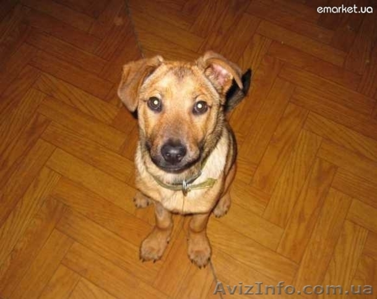 Предлагается очаровательный щенок - <ro>Изображение</ro><ru>Изображение</ru> #1, <ru>Объявление</ru> #239794