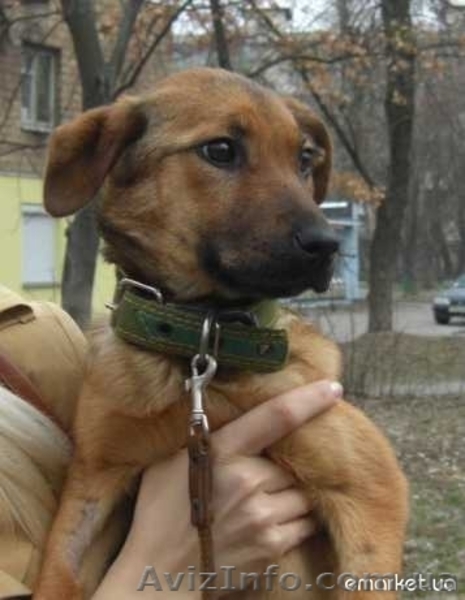 Предлагается очаровательный щенок - <ro>Изображение</ro><ru>Изображение</ru> #2, <ru>Объявление</ru> #239794