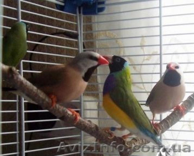 0939972736,0978872557 Сергей - <ro>Изображение</ro><ru>Изображение</ru> #3, <ru>Объявление</ru> #209034